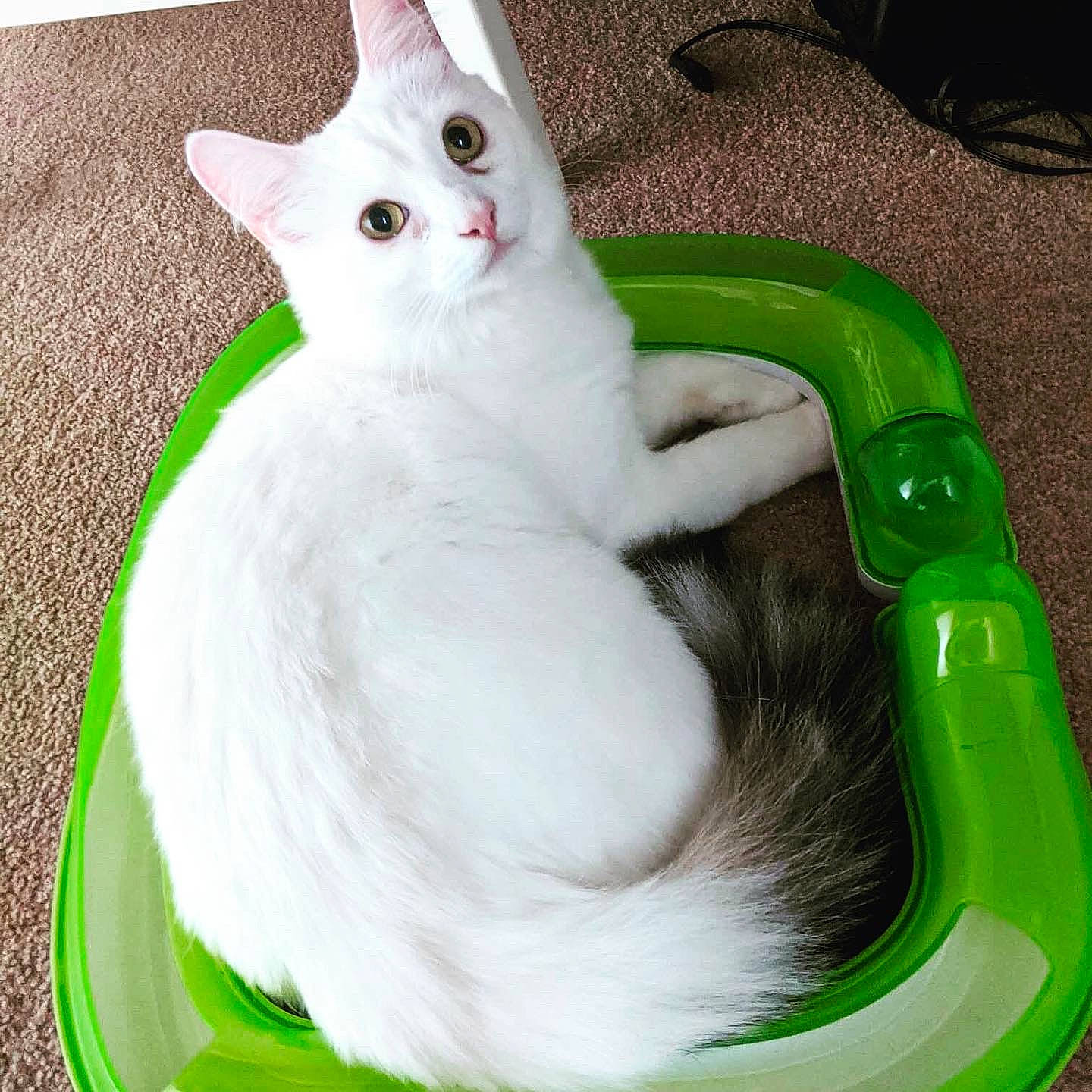 Bear joined the competition — help win amazing prizes! burmilla, carnivore, cat, cat_supply, felidae, green, javanese, khao_manee, small_to_medium_sized_cats, tail, turkish_angora, turkish_van, whiskers