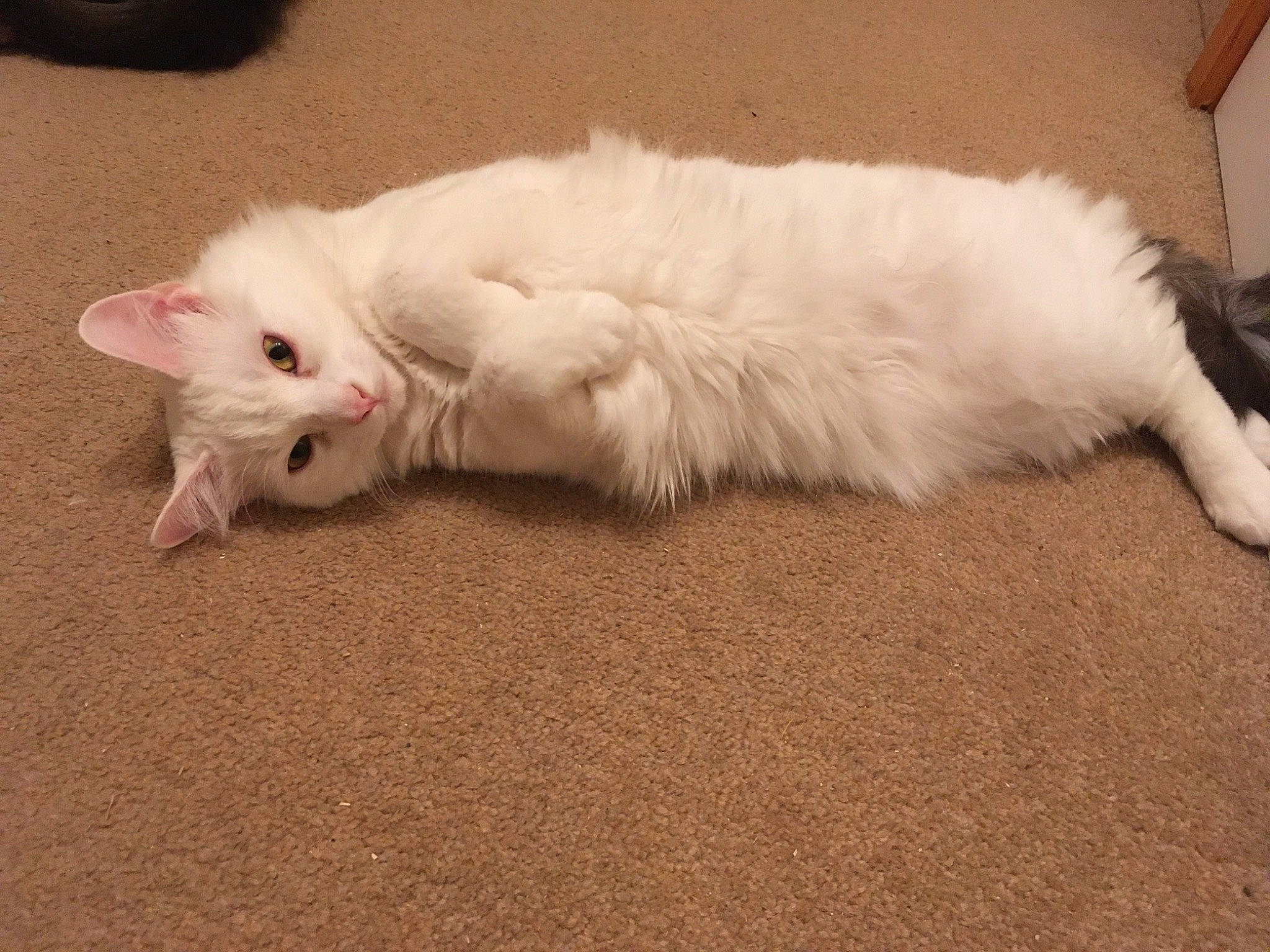 Bear is registered to the contest to win money with this photo: american_curl, carnivore, cat, domestic_long_haired_cat, ear, eye, felidae, fur, kitten, mammal, napoleon_cat, norwegian_forest_cat, persian, ragamuffin, ragdoll, small_to_medium_sized_cats, tail, turkish_angora, turkish_van, whiskers