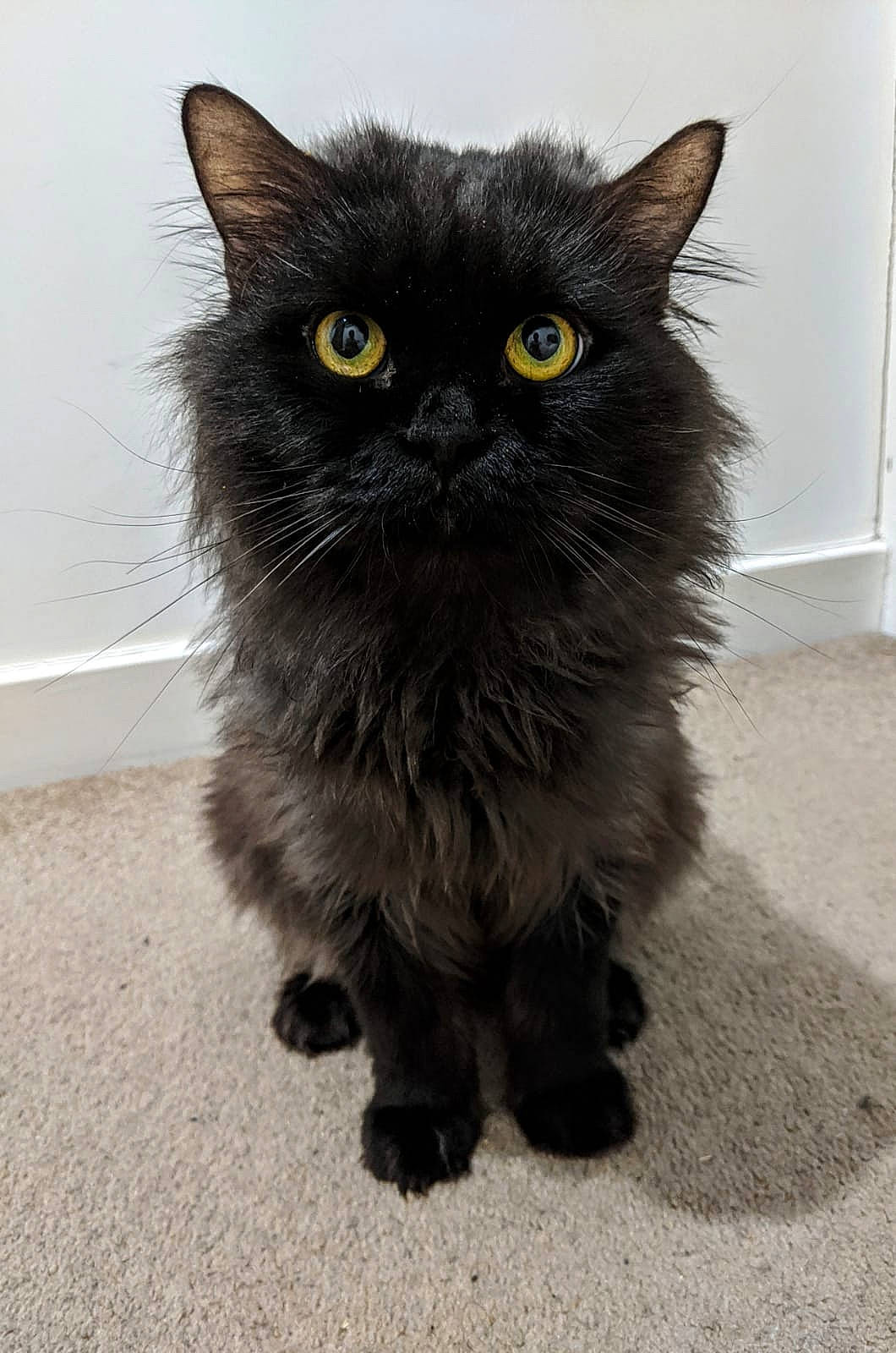 Aladdin is registered to the contest to win money with this photo: asian_semi_longhair, black_cat, british_longhair, british_semi_longhair, carnivore, cat, cymric, domestic_long_haired_cat, domestic_short_haired_cat, eye, felidae, mammal, norwegian_forest_cat, organism, persian, ragamuffin, small_to_medium_sized_cats, snout, vertebrate, whiskers