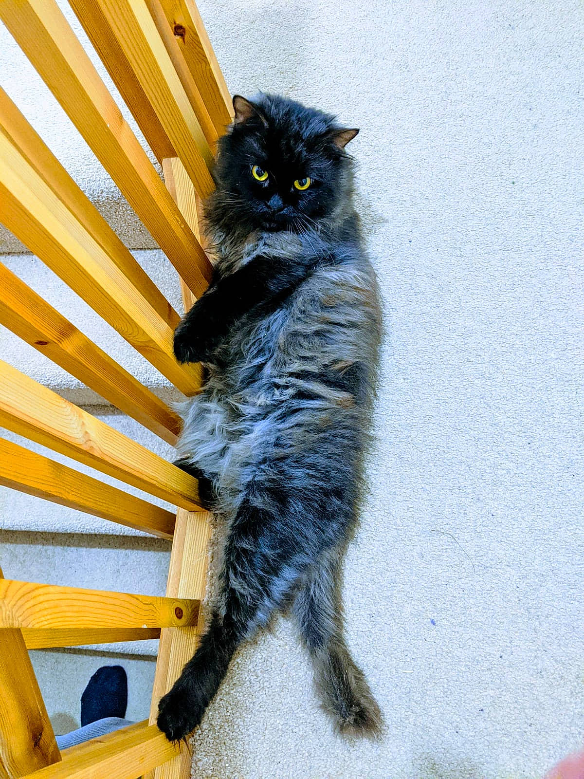 Aladdin is registered to the contest to win money with this photo: asian_semi_longhair, black_cat, british_semi_longhair, carnivore, cat, domestic_long_haired_cat, domestic_short_haired_cat, european_shorthair, eye, felidae, fur, kitten, maine_coon, nebelung, norwegian_forest_cat, siberian, small_to_medium_sized_cats, tail, whiskers, yellow