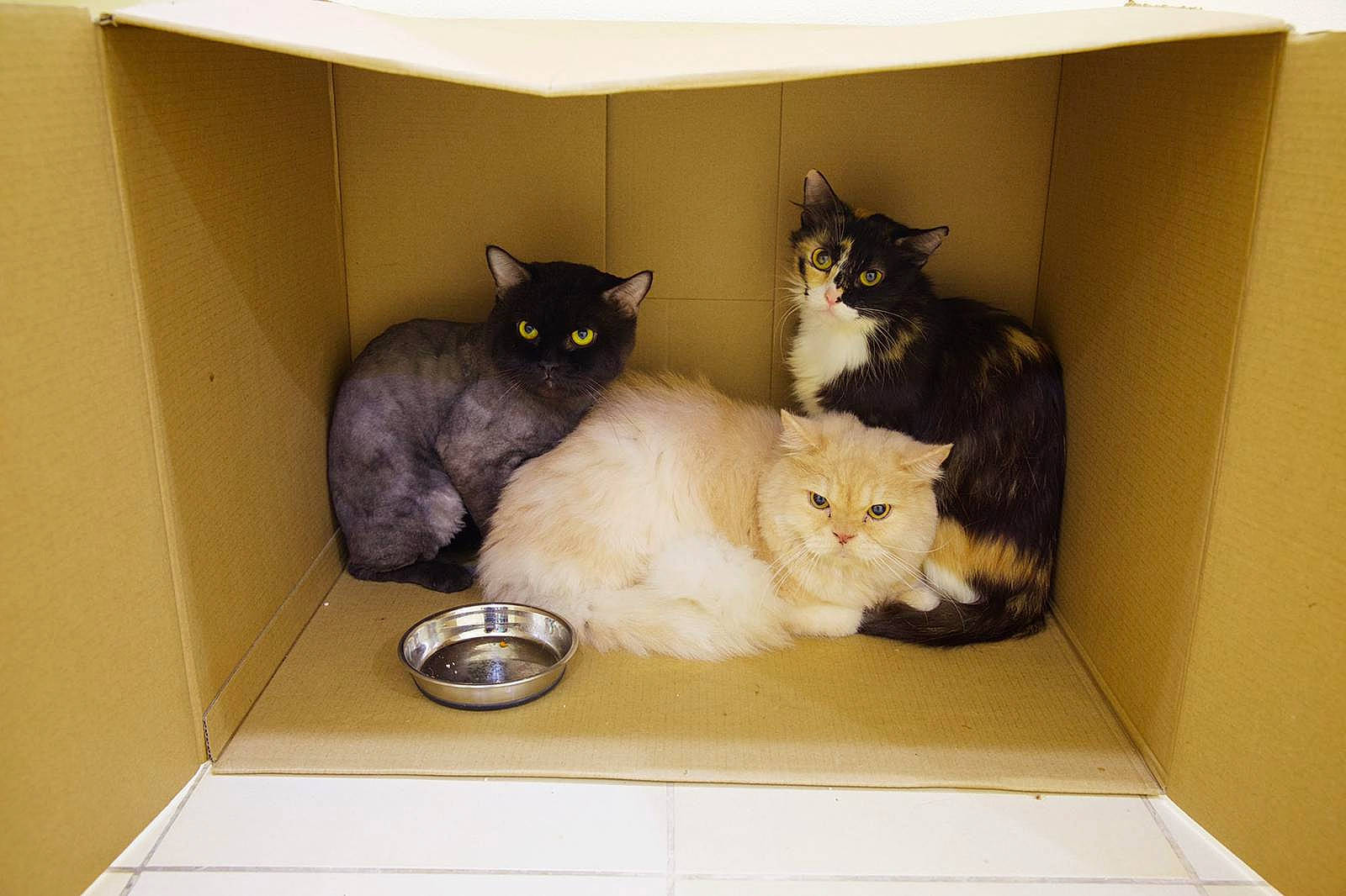 Aladdin is registered to the contest to win money with this photo: box, carnivore, cat, domestic_short_haired_cat, european_shorthair, felidae, kitten, polydactyl_cat, ragamuffin, small_to_medium_sized_cats, whiskers