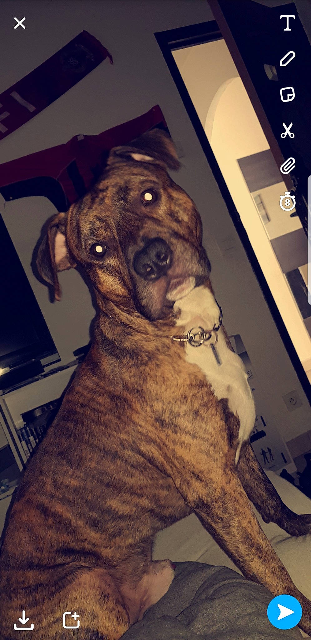 Leyko a rejoint le concours — aidez-le/la à gagner de superbes lots ! alano_espanol, alaunt, american_pit_bull_terrier, bandog, bullmastiff, canidae, carnivore, catahoula_bulldog, dog, dog_breed, fawn, mammal, mountain_cur, non_sporting_group, perro_de_presa_canario, pit_bull, plott_hound, sporting_group, treeing_tennessee_brindle