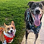 animal, blue_harness, canine, corgi, daylight, dog, excited, friendly, grass, happy, harness, mammal, mixed_breed, orange_harness, outdoor, pets, playful, sidewalk, tongue_out, two_dogs