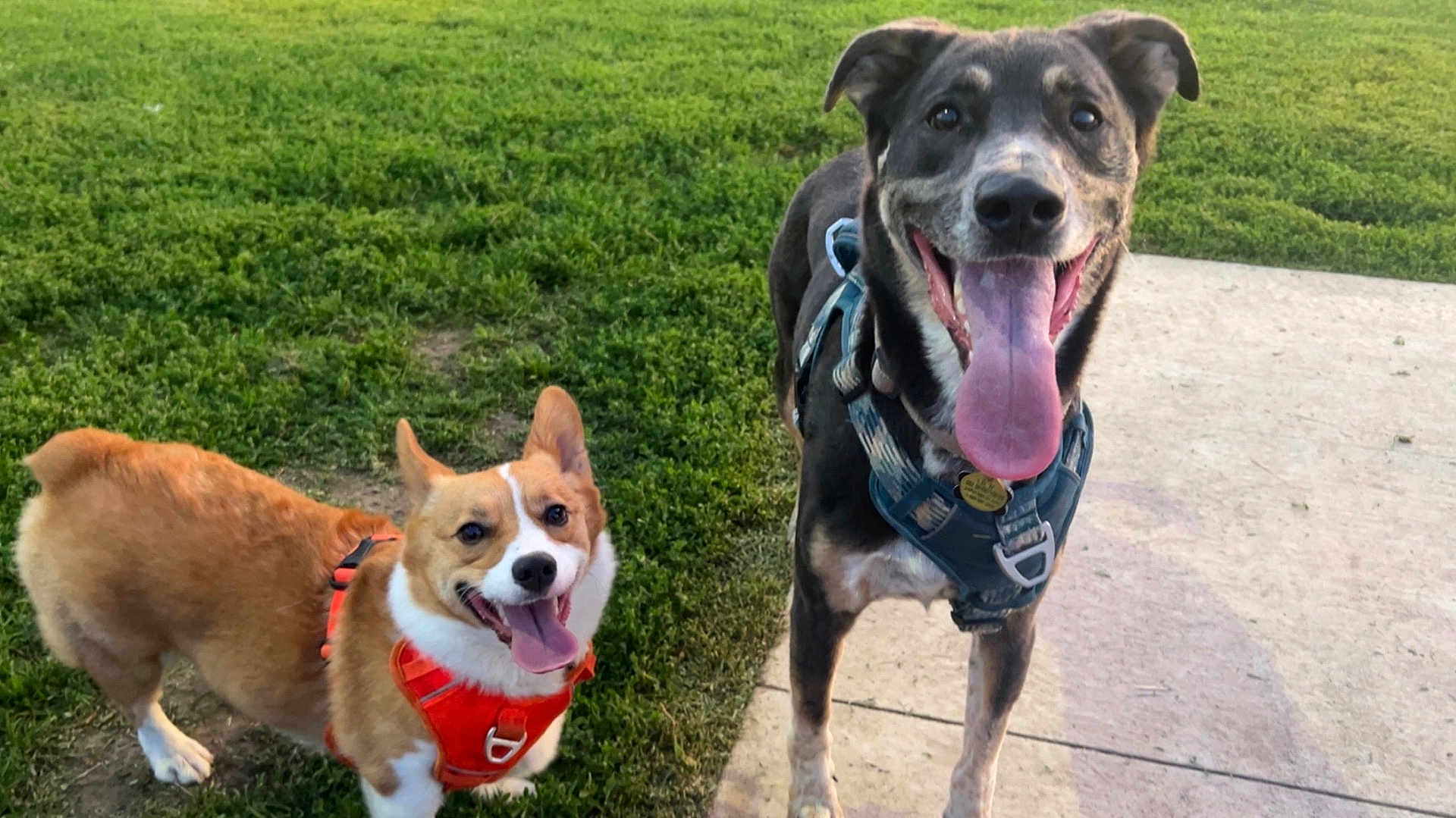 Bear And Spud