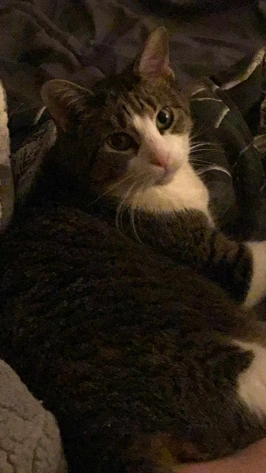 Zeus