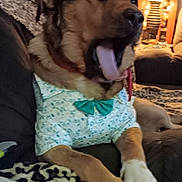 Cochise joined the competition — help win amazing prizes! animal, blanket, bow_tie, brown, comfort, couch, cozy, decor, dog, furniture, home, indoor, lamp, leopard_print, paw, pet, relaxed, shirt, tongue, yawn