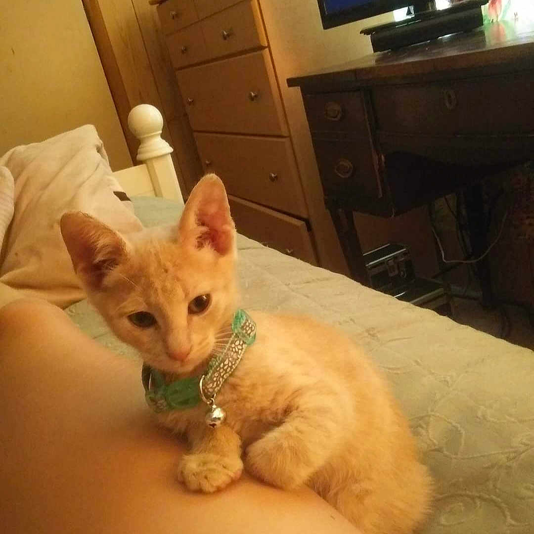 Bubbie is registered to the contest to win money with this photo: animal, bed, bedroom, cabinet, cat, computerhardware, couch, drawer, electronics, entertainmentcenter, furniture, hardware, indoors, interiordesign, kitten, monitor, pet, room, screen, tv