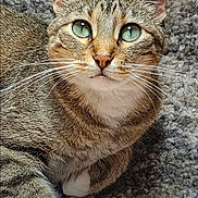 Nala joined the competition — help win amazing prizes! cat, tabby, green_eyes, close_up, fur, whiskers, pet, animal, resting, carpet, texture, indoor, cute, feline, domestic_cat, portrait, relaxed, looking_up, ears, paw