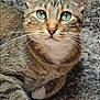 cat, tabby, green_eyes, close_up, fur, whiskers, pet, animal, resting, carpet, texture, indoor, cute, feline, domestic_cat, portrait, relaxed, looking_up, ears, paw