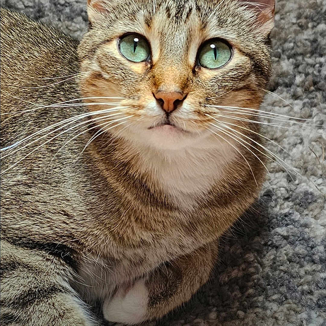Nala joined the competition — help win amazing prizes! animal, carpet, cat, close_up, cute, domestic_cat, ears, feline, fur, green_eyes, indoor, looking_up, paw, pet, portrait, relaxed, resting, tabby, texture, whiskers