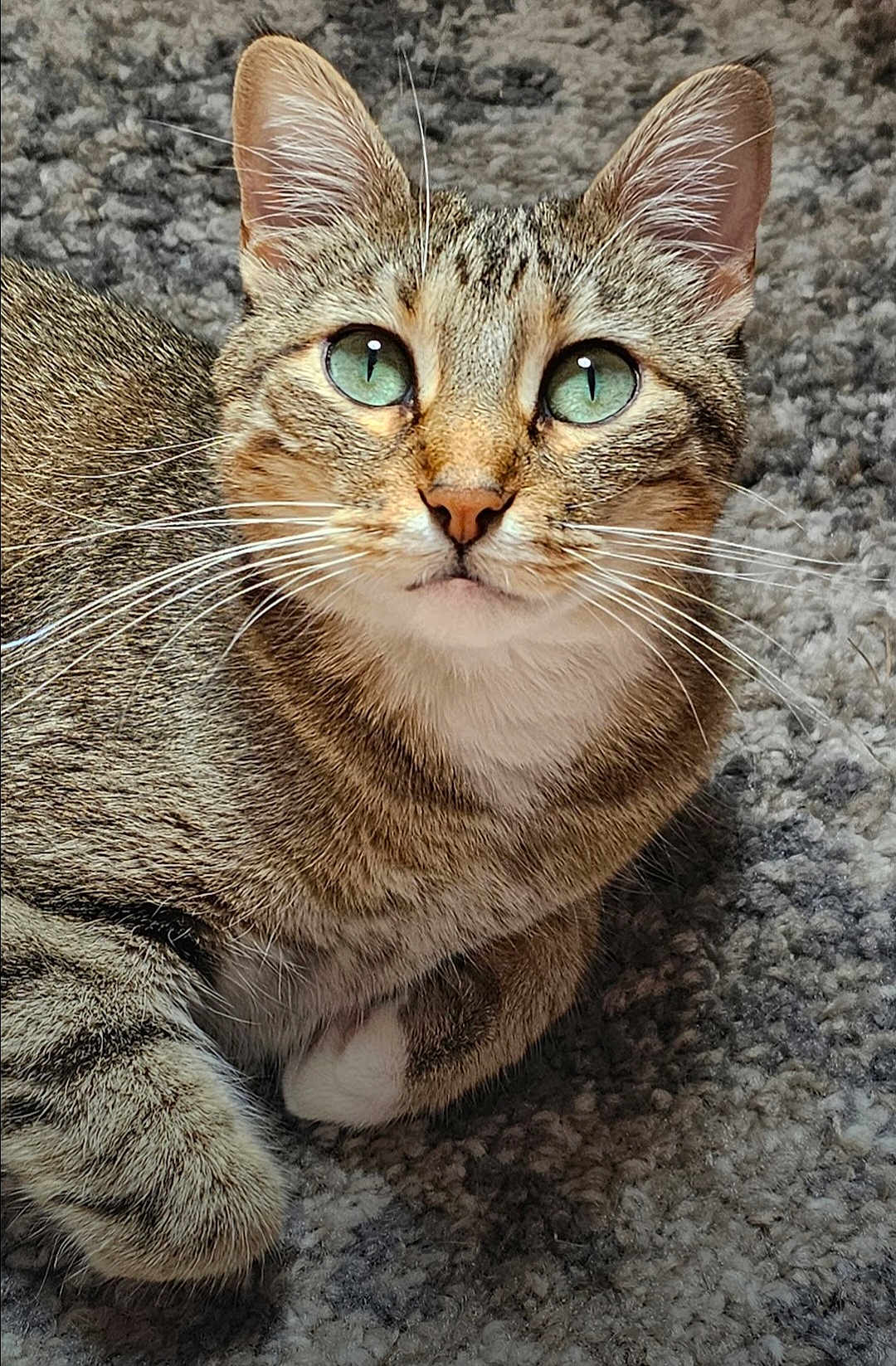 Nala joined the competition — help win amazing prizes! cat, tabby, green_eyes, close_up, fur, whiskers, pet, animal, resting, carpet, texture, indoor, cute, feline, domestic_cat, portrait, relaxed, looking_up, ears, paw