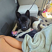 Kitana is registered to the contest to win money with this photo: dog, black_and_white, vehicle_interior, cooler, blanket, person, floor, leash, resting, looking_at_camera, travel, cozy, domestic_animal, pet, curious, indoor, casual, relaxed, stuffed_toy, package