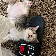 Coffee joined the competition — help win amazing prizes! adorable, animal, carpet, cat, cozy, cute, domestic, footwear, fur, gray, indoor, kitten, paw, pet, relaxed, resting, sleeping, slipper, small, white