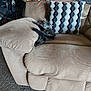Louie is registered to the contest to win money with this photo: animal, architecture, armchair, building, canine, cat, chair, couch, cushion, dog, furniture, homedecor, indoors, kitten, linen, livingroom, pet, pillow, puppy, room