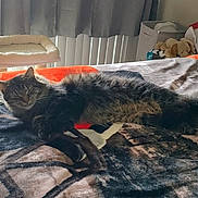 Louie joined the competition — help win amazing prizes! cat, bed, blanket, curtains, indoor, light, fluffy, resting, cozy, furniture, pet, soft, comfort, animal, sleeping, window, home, decor, stuffed_toy, cat_perch
