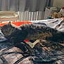 cat, bed, blanket, curtains, indoor, light, fluffy, resting, cozy, furniture, pet, soft, comfort, animal, sleeping, window, home, decor, stuffed_toy, cat_perch