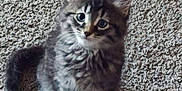 Louie is registered to the contest to win money with this photo: abyssinian, angora, animal, cat, egyptiancat, kitten, manx, ocelot, pet