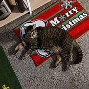 Bubba joined the competition — help win amazing prizes! abyssinian, animal, barefoot, bodypart, cat, clothing, couch, doormat, footwear, hardwood, homedecor, kitten, manx, mat, person, pet, rug, sandal, toe, wood
