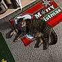 abyssinian, animal, barefoot, bodypart, cat, clothing, couch, doormat, footwear, hardwood, homedecor, kitten, manx, mat, person, pet, rug, sandal, toe, wood