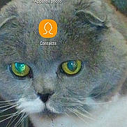 Volga a rejoint le concours — aidez-le/la à gagner de superbes lots ! asian, british_shorthair, carnivore, cat, domestic_short_haired_cat, eye, felidae, iris, kitten, korat, organism, photo_caption, photography, scottish_fold, screenshot, small_to_medium_sized_cats, snout, whiskers