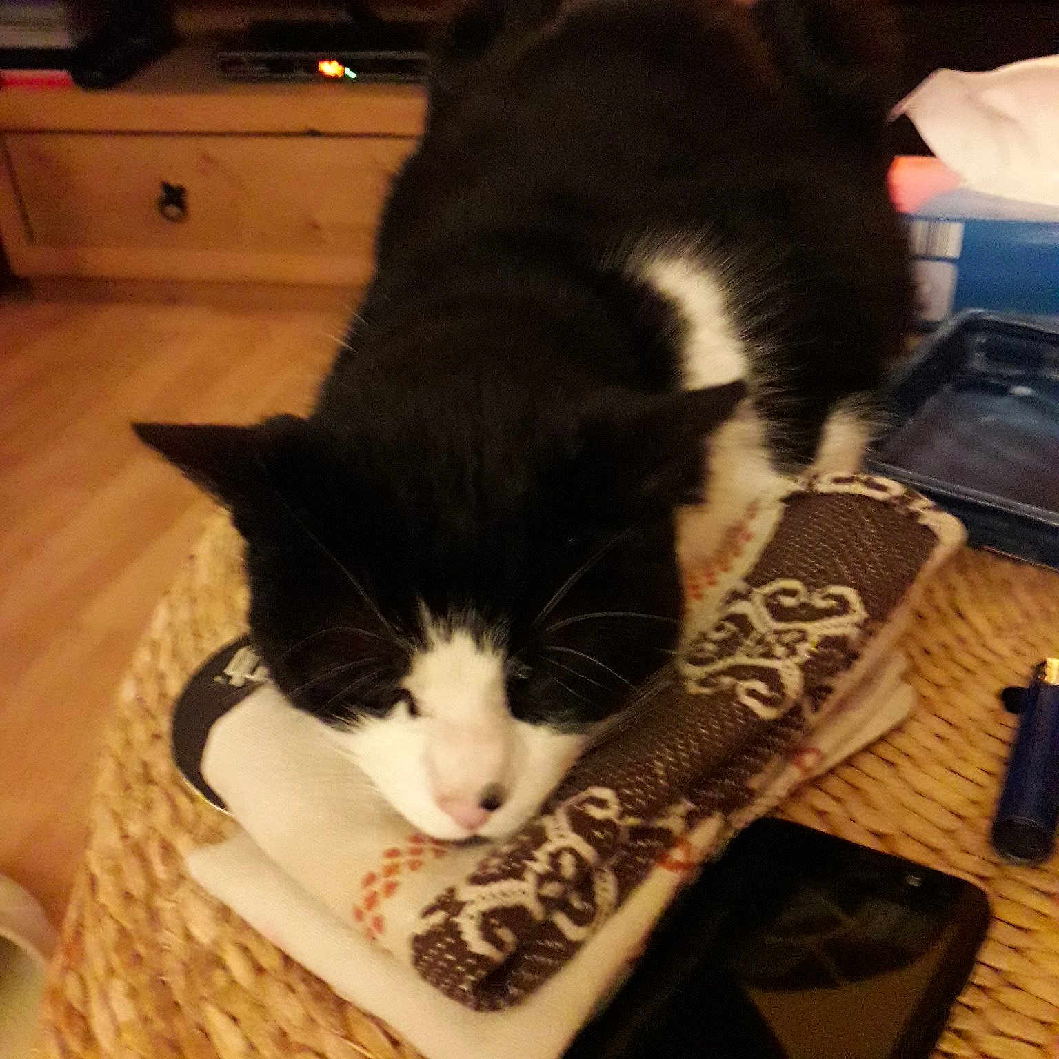 Tik participe au concours pour gagner de l'argent avec cette photo : carnivore, cat, domestic_short_haired_cat, european_shorthair, felidae, fur, kitten, small_to_medium_sized_cats, whiskers