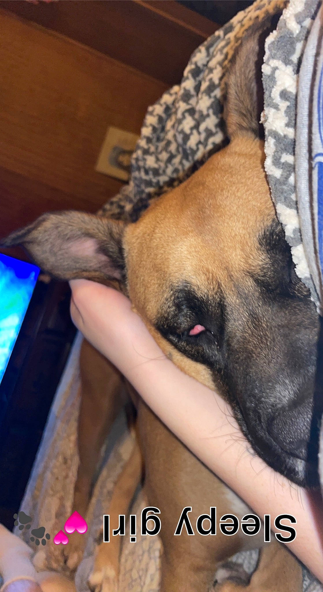 Girl is registered to the contest to win money with this photo: blue, canidae, carnivore, comfort, companion_dog, dog, dog_breed, fawn, fur, guard_dog, human_leg, nap, paw, snout, sporting_group, terrestrial_animal, toy_dog, whiskers, working_animal, wrinkle