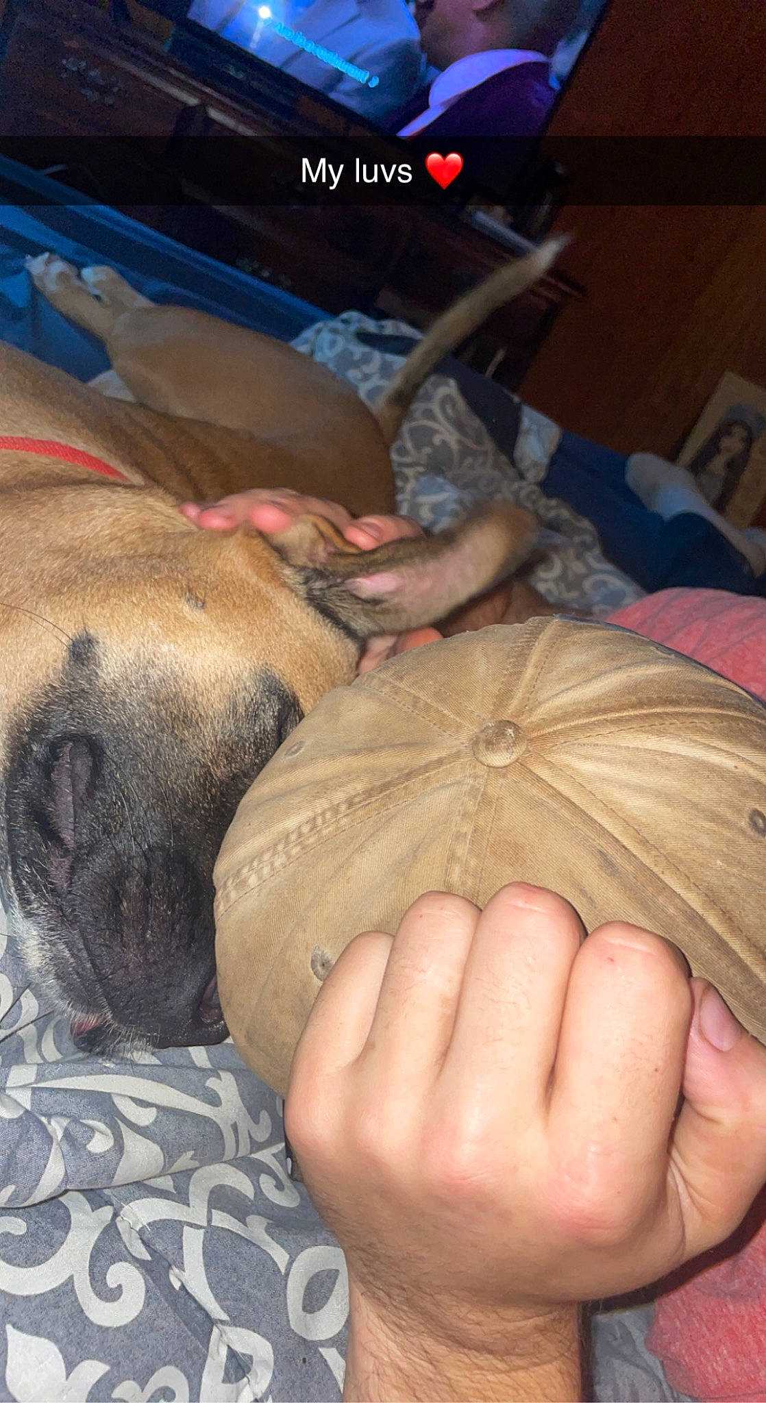 Girl is registered to the contest to win money with this photo: canidae, carnivore, comfort, companion_dog, dog, dog_breed, fawn, finger, flesh, fur, gesture, human_leg, nail, nap, sporting_group, thumb, whiskers, working_animal, wrinkle, wrist