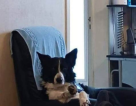 Jules a rejoint le concours — aidez-le/la à gagner de superbes lots ! blue, canidae, carnivore, chair, comfort, companion_dog, dog, dog_breed, felidae, flooring, fur, herding_dog, room, small_to_medium_sized_cats, snout, tail, whiskers, window, working_animal, working_dog