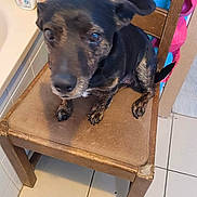 Kenza a rejoint le concours — aidez-le/la à gagner de superbes lots ! bathroom, black_dog, blue_wall, blurred, brown_dog, chair, dog, ear, fur, household, indoor, paw, pet, seat, sitting, small_dog, snout, tile_floor, toiletries, wooden_chair