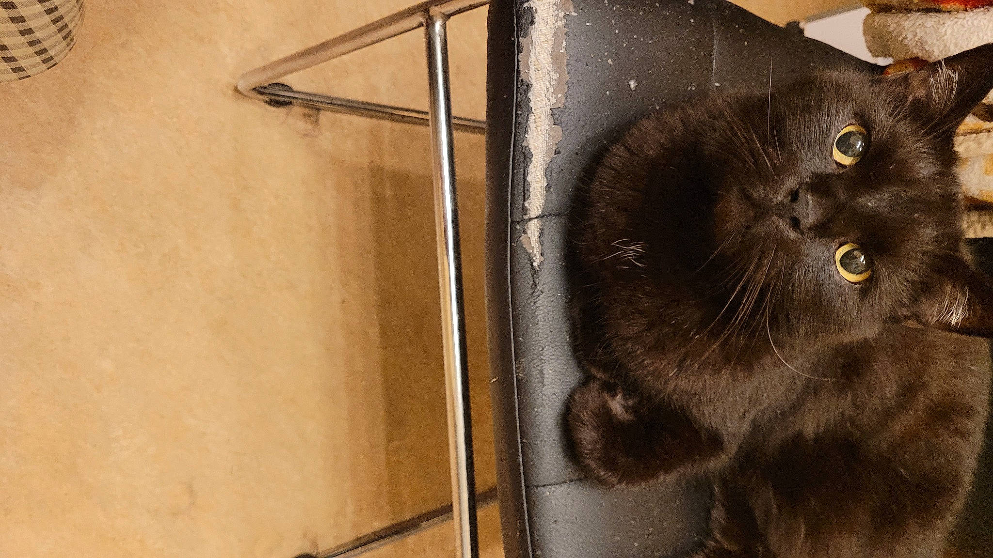 Canaille participe au concours pour gagner de l'argent avec cette photo : animal_shelter, black_cat, bombay, box, carnivore, cat, domestic_short_haired_cat, felidae, fur, hardwood, mammal, metal, pet_supply, small_to_medium_sized_cats, snout, tail, terrestrial_animal, vertebrate, whiskers, wood