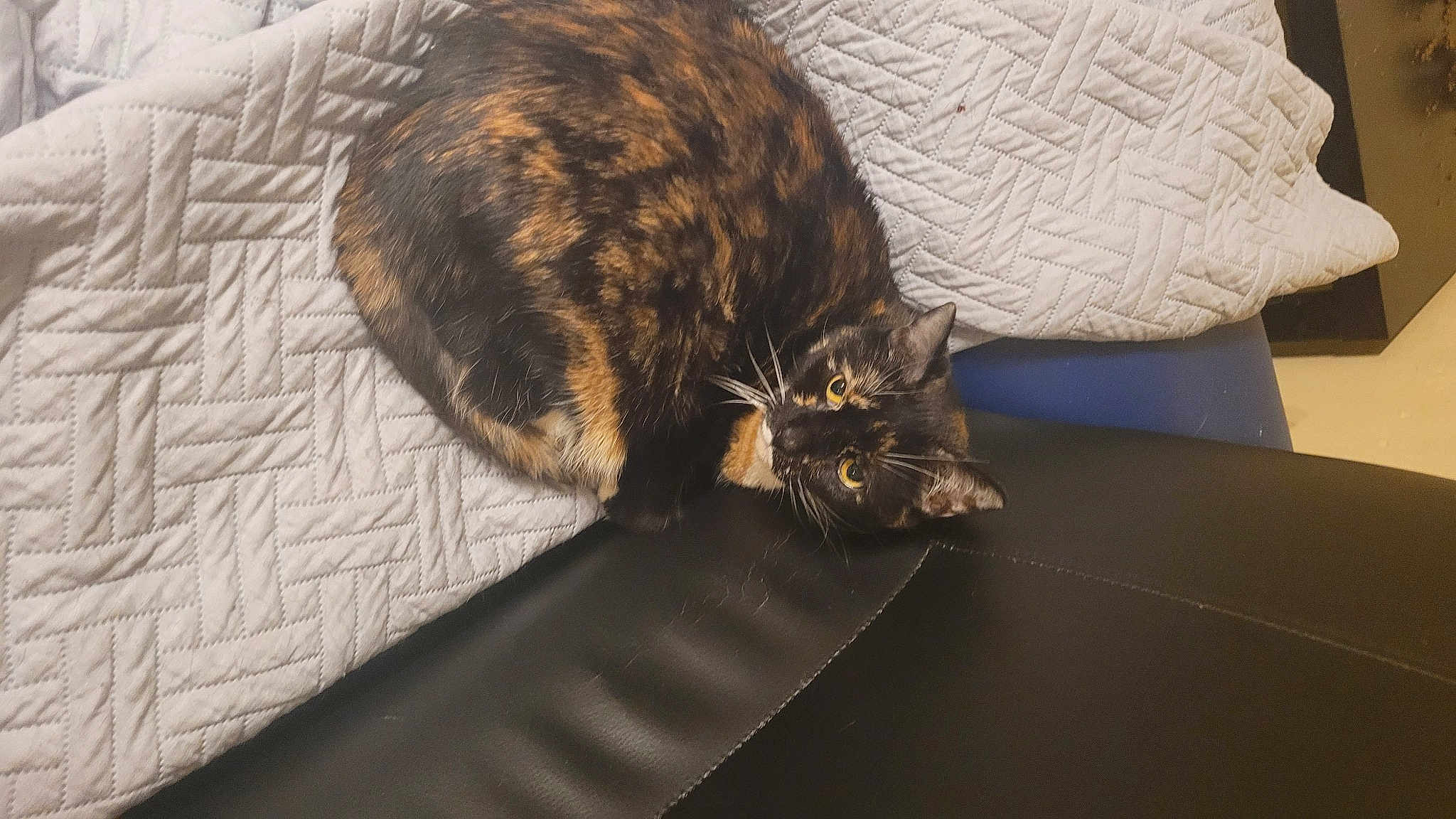Chloe