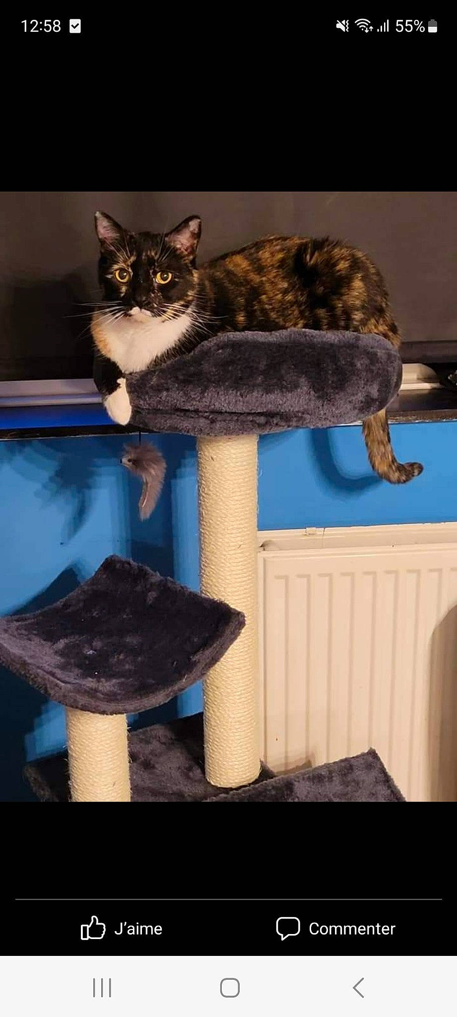 Chloe participe au concours pour gagner de l'argent avec cette photo : art, carnivore, cat, cat_furniture, cat_supply, domestic_short_haired_cat, electric_blue, felidae, fur, gas, houseplant, plant, room, sitting, small_to_medium_sized_cats, tail, terrestrial_animal, whiskers