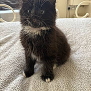 Mittens joined the competition — help win amazing prizes! animal, black_and_white, blanket, cat, cozy, curious, cute, domestic_animal, feline, fur, furry, home, indoor, kitten, pet, sitting, small, soft, whiskers, young