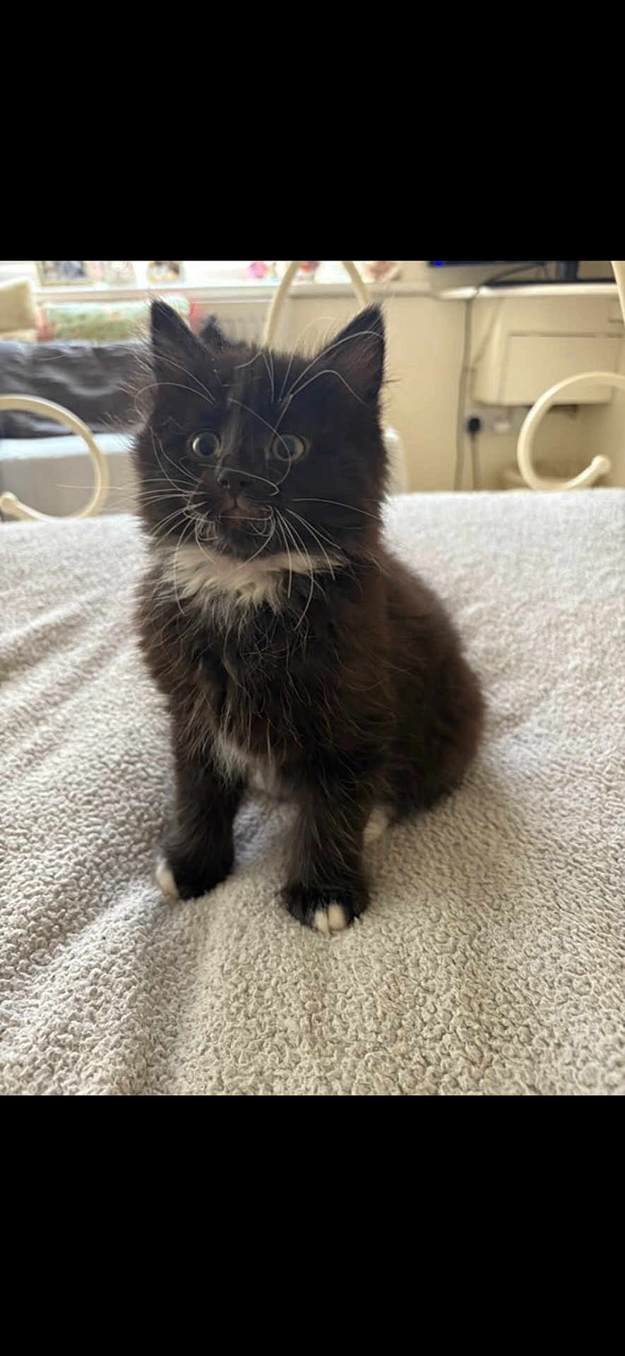 Mittens