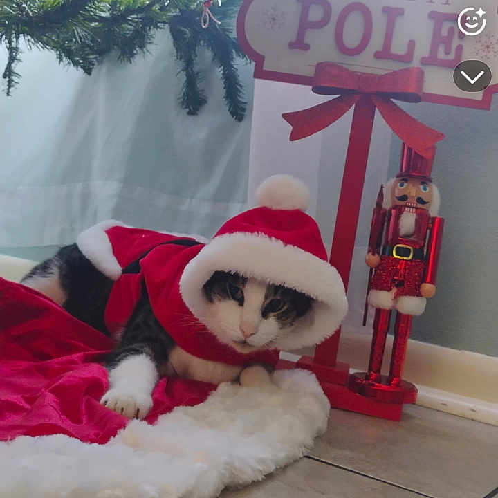 Binky Poo is registered to the contest to win money with this photo: animal, blanket, cat, christmas, christmas_tree, costume, cute, decoration, festive, floor, green, holiday, holiday_season, indoor, nutcracker, ornaments, pet, red, santa_outfit, white