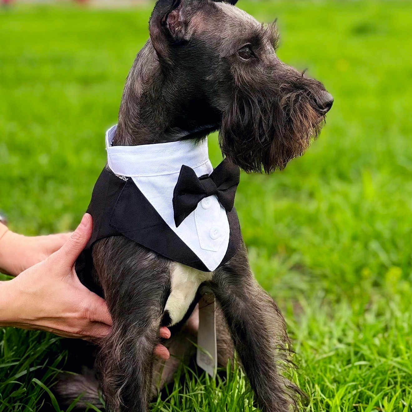 Milo joined the competition — help win amazing prizes! accessories, affenpinscher, animal, bulldog, canine, dog, formalwear, frenchbulldog, grass, greatdane, hound, lawn, pet, plant, pointer, policedog, puppy, strap, terrier, tie