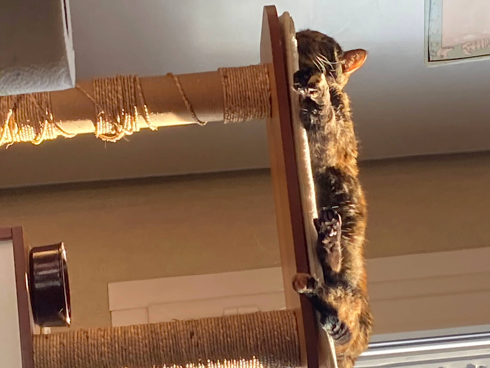 Zelda participe au concours pour gagner de l'argent avec cette photo : carnivore, cat, cat_supply, curtain, domestic_short_haired_cat, fawn, felidae, fur, metal, pet_supply, room, small_to_medium_sized_cats, tail, terrestrial_animal, twig, whiskers, window, window_covering, window_treatment, wood