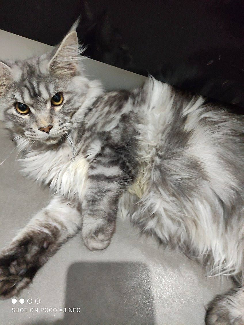 Salto participe au concours pour gagner de l'argent avec cette photo : carnivore, cat, claw, comfort, domestic_short_haired_cat, felidae, fur, grey, maine_coon, paw, plant, small_to_medium_sized_cats, snout, tail, terrestrial_animal, whiskers