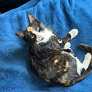 Alana is registered to the contest to win money with this photo: animal, blanket, blue_blanket, calico_cat, cat, cozy, cute, domestic_animal, ears, feline, fur, indoor, looking_at_camera, lying_down, paws, pet, relaxed, soft_texture, tail, whiskers