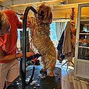 Baloo a rejoint le concours — aidez-le/la à gagner de superbes lots ! dog, grooming, person, indoor, table, fur, clothing, leash, smiling, haircut, wood_floor, curtains, coat_hanger, window, sunlight, pet, happy, shaggy, home_interior, animal