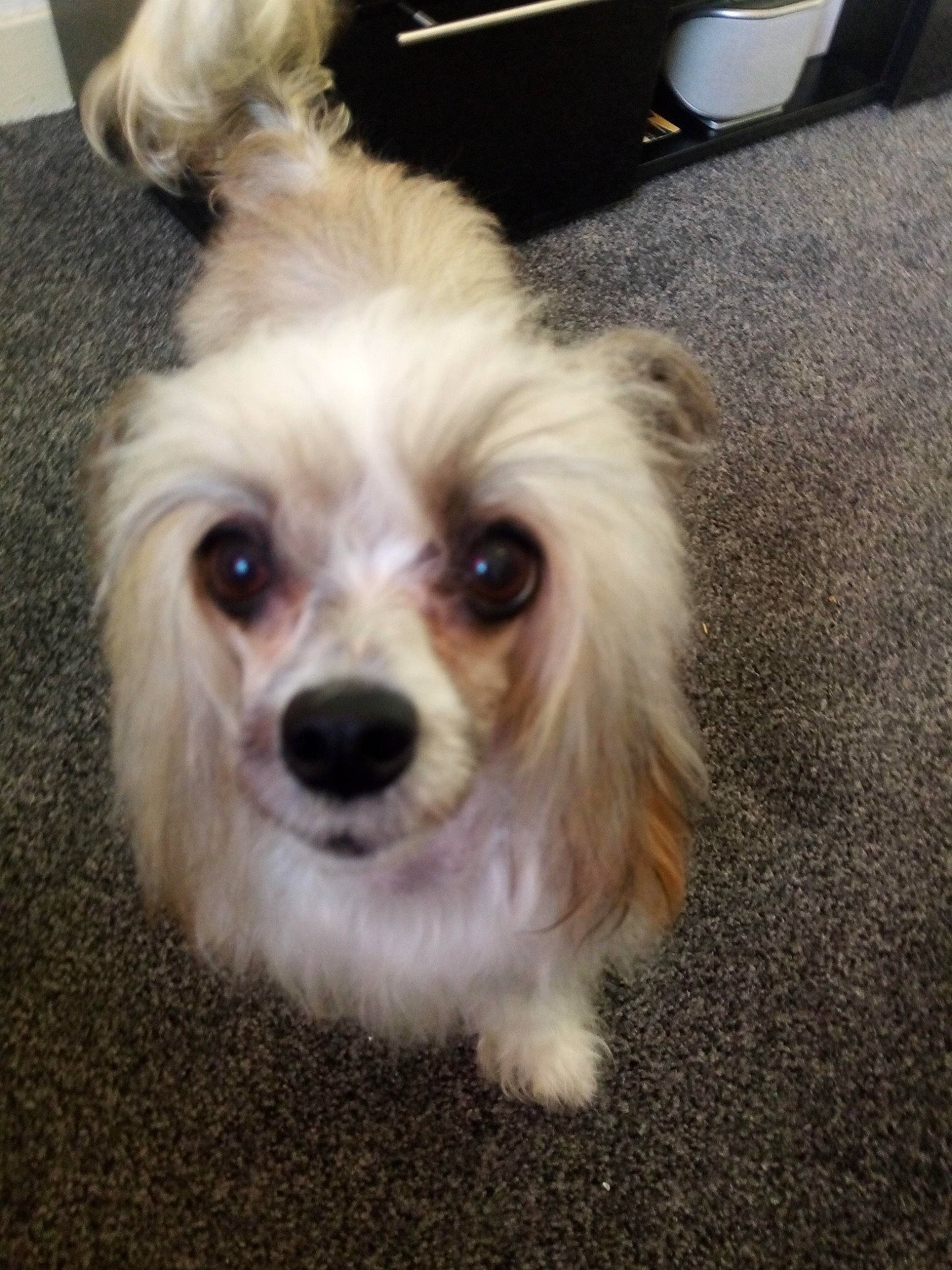 Pal joined the competition — help win amazing prizes! asphalt, canidae, carnivore, companion_dog, dog, dog_breed, fur, liver, mal_shi, maltepoo, non_sporting_group, road_surface, shih_poo, small_terrier, snout, sporting_group, terrier, toy_dog, whiskers, working_animal