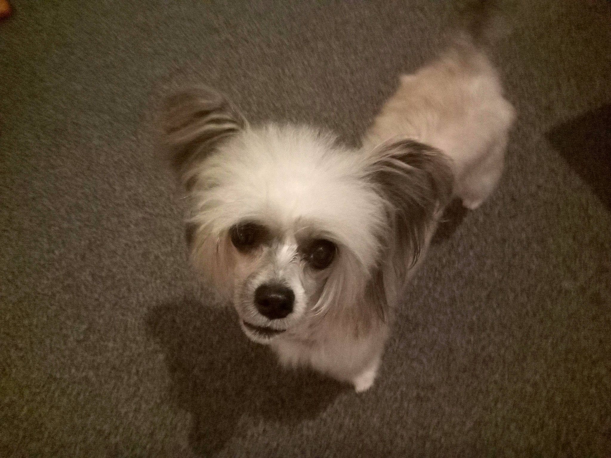 Pal joined the competition — help win amazing prizes! canidae, carnivore, companion_dog, dog, dog_breed, eye, fawn, fur, hair, head, maltepoo, non_sporting_group, paw, puppy, snout, sporting_group, terrestrial_animal, toy_dog, whiskers, working_animal