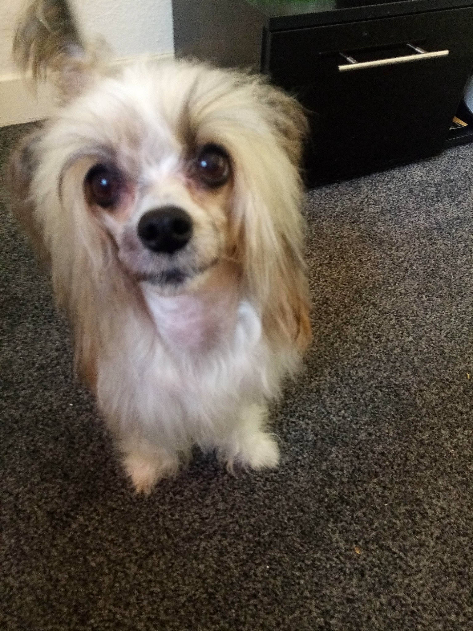 Pal is registered to the contest to win money with this photo: asphalt, box, canidae, carnivore, chest, chest_of_drawers, companion_dog, dog, dog_breed, drawer, filing_cabinet, flooring, fur, hardwood, road_surface, snout, sporting_group, toy_dog, whiskers