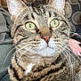 cat, tabby_cat, close_up, green_eyes, whiskers, fur, pet, animal, indoor, patterned_curtain, hand, person, striped_fur, domestic_cat, curious, feline, face, mammal, sitting, comfort