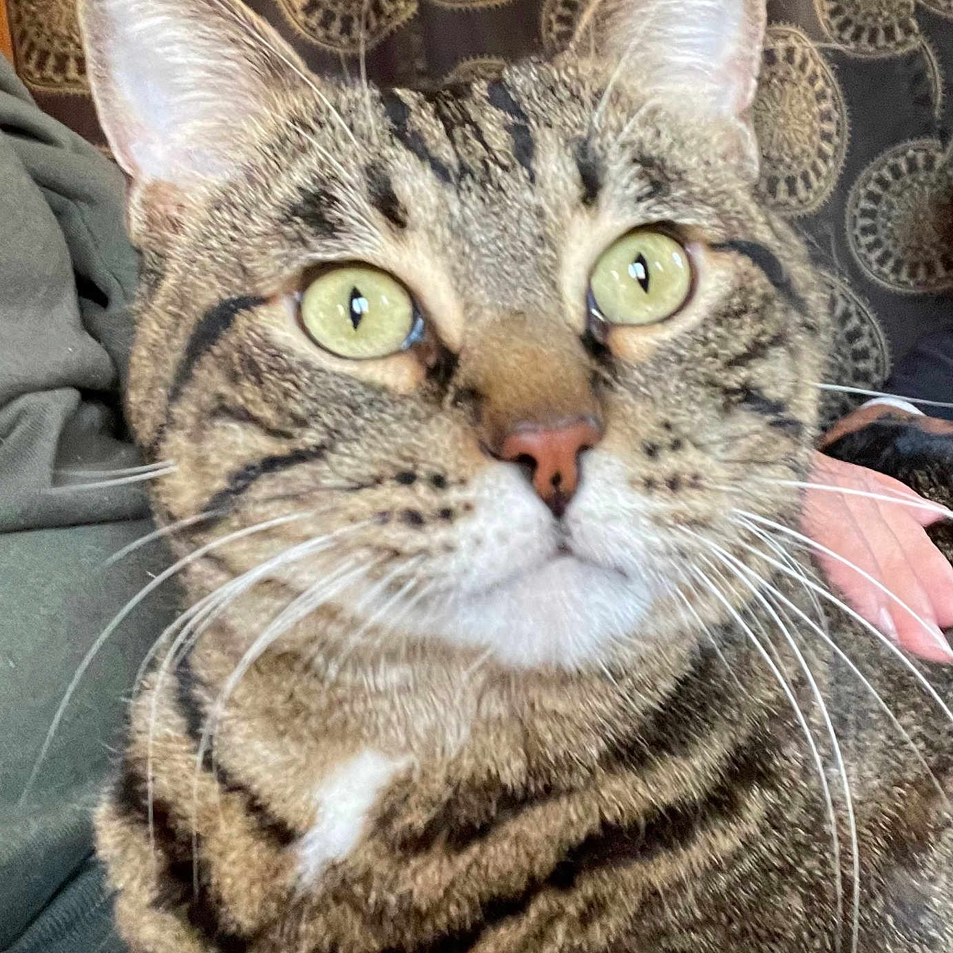 Pablo joined the competition — help win amazing prizes! animal, cat, close_up, comfort, curious, domestic_cat, face, feline, fur, green_eyes, hand, indoor, mammal, patterned_curtain, person, pet, sitting, striped_fur, tabby_cat, whiskers