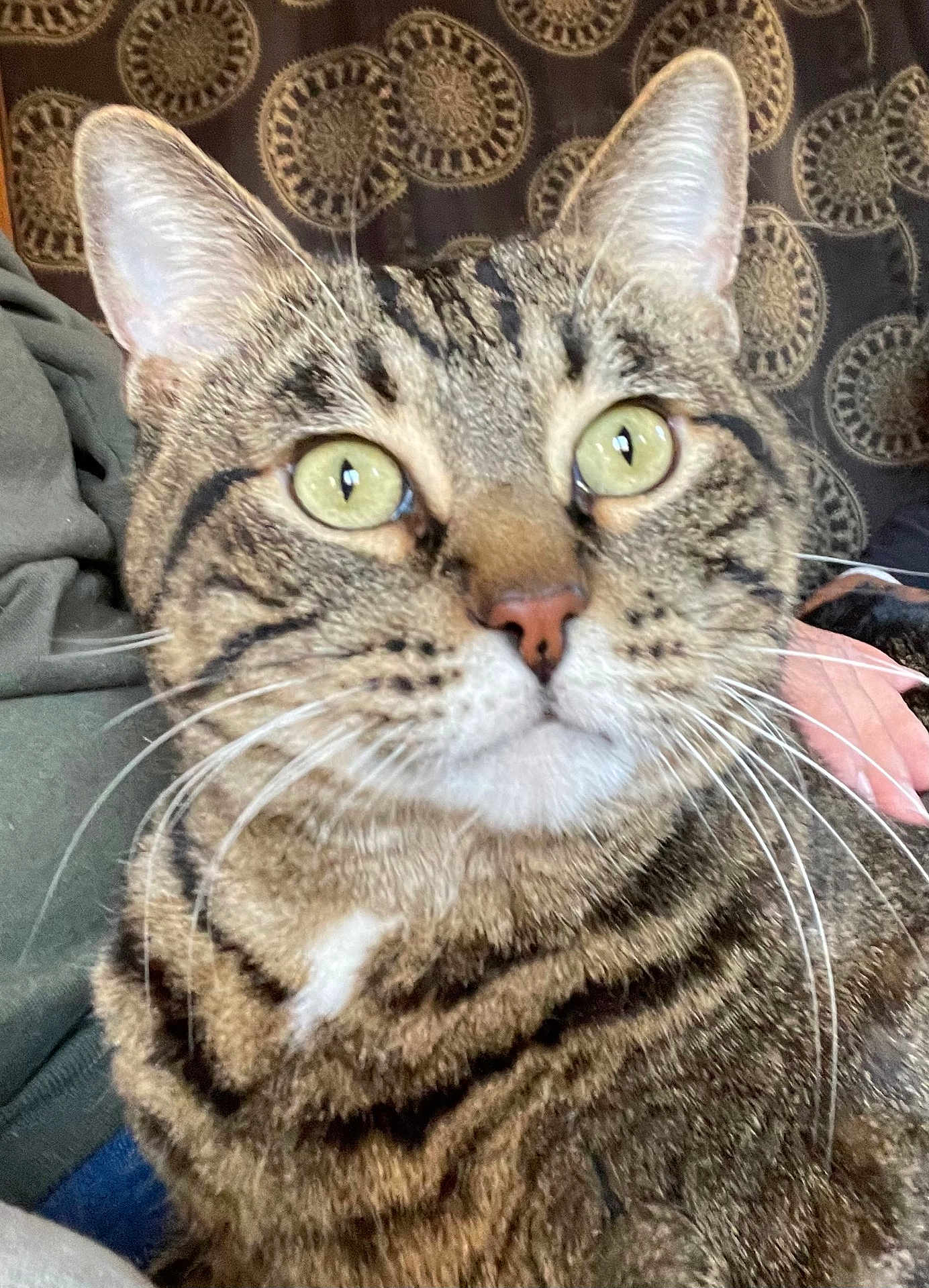 Pablo joined the competition — help win amazing prizes! cat, tabby_cat, close_up, green_eyes, whiskers, fur, pet, animal, indoor, patterned_curtain, hand, person, striped_fur, domestic_cat, curious, feline, face, mammal, sitting, comfort