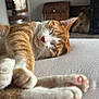 cat, sleeping, orange_cat, white_cat, paws, indoor, home, cozy, relaxed, feline, pet, whiskers, soft_light, resting, closeup, fur, napping, domestic_cat, animal, peaceful