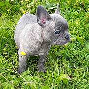 Shiva participe au concours pour gagner de l'argent avec cette photo : puppy, dog, french_bulldog, grass, flowers, yellow_flowers, greenery, outdoor, nature, young_dog, pet, animal, cute, small_dog, canine, fur, ears, walking, meadow, summer