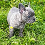 puppy, dog, french_bulldog, grass, flowers, yellow_flowers, greenery, outdoor, nature, young_dog, pet, animal, cute, small_dog, canine, fur, ears, walking, meadow, summer
