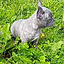 Shiva participe au concours pour gagner de l'argent avec cette photo : puppy, dog, grass, greenery, flowers, outdoor, nature, animal, pet, ears, cute, young, side_view, sitting, small, fur, canine, summer, meadow, adorable